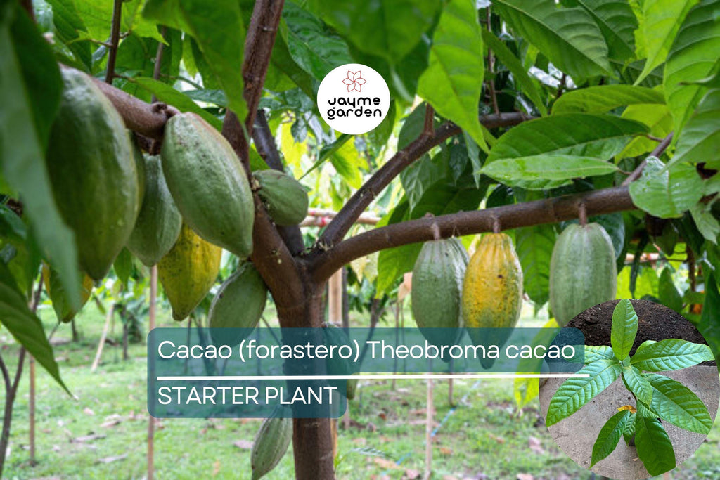 Cacao Tree Starter Plant – Live Tropical Fruit Tree (Theobroma cacao) | Forastero Variety | 1’-2’