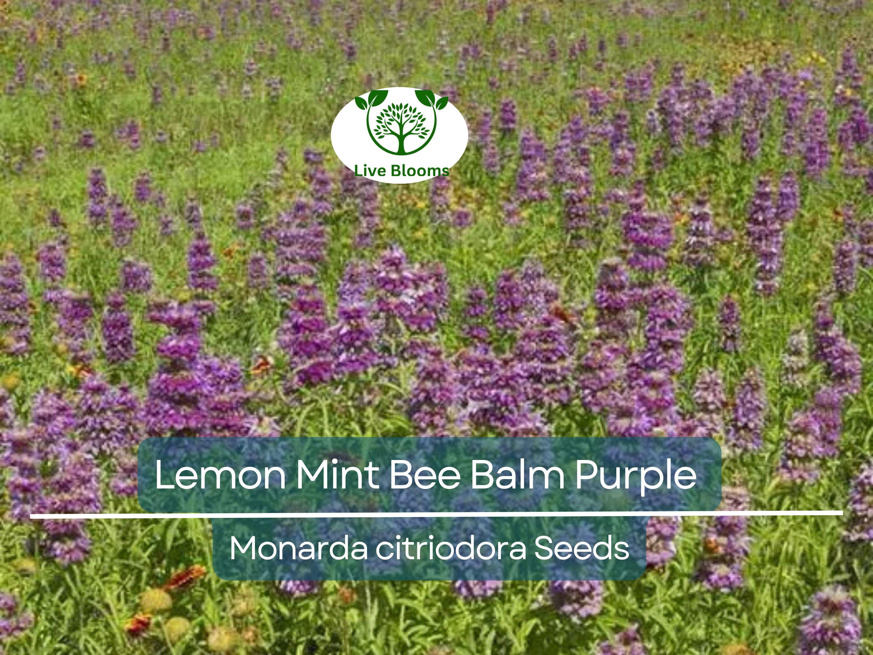 500 Lemon Mint Bee Balm Seeds | Monarda citriodora | Purple Heirloom Flower | Non-GMO | Pollinator Magnet | Edible & Aromatic Herb