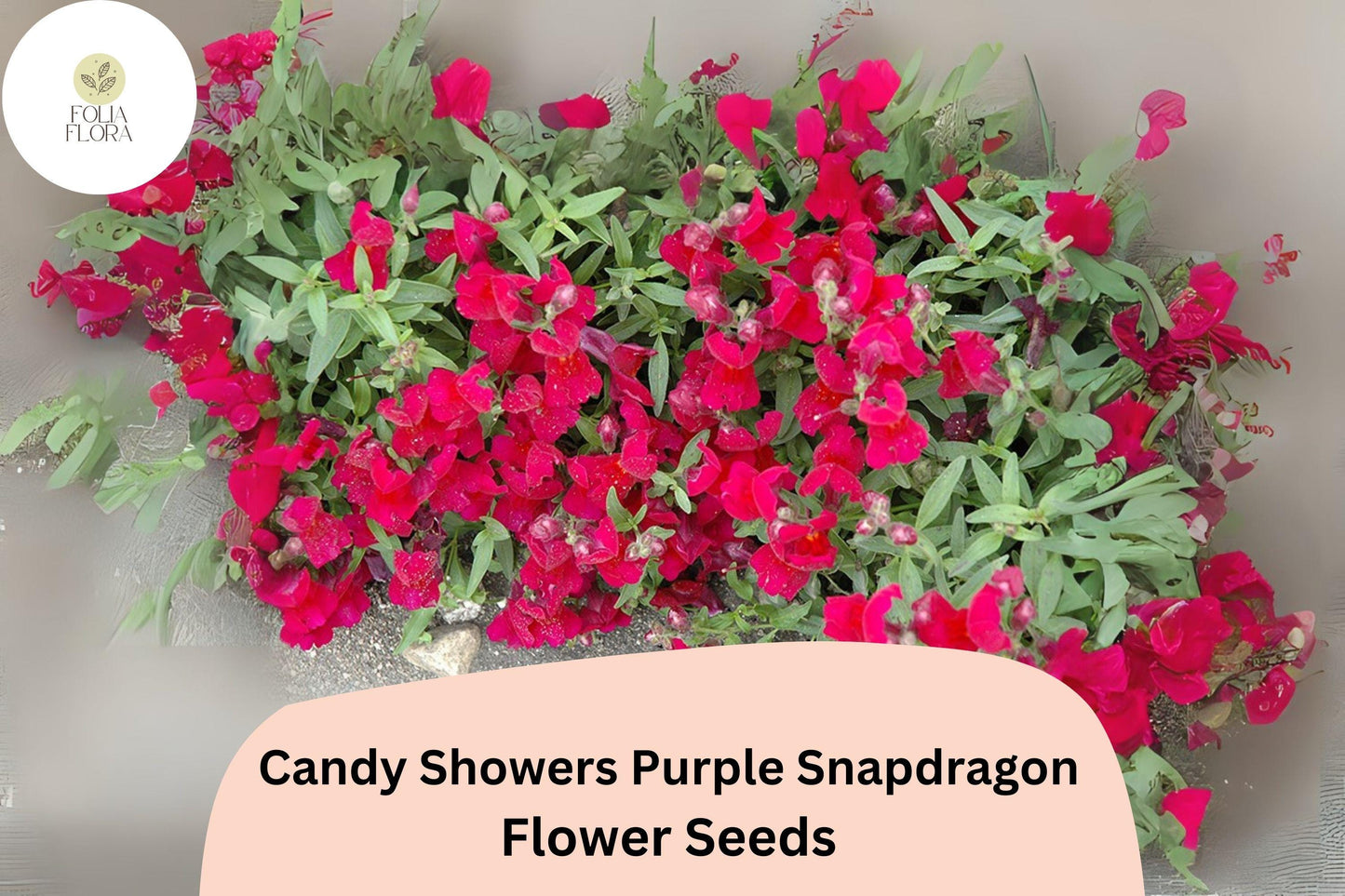 Candy Showers Purple Snapdragon Seeds (Antirrhinum majus) | 1000+ Seeds | Cascading Purple Blooms for Gardens & Hanging Baskets