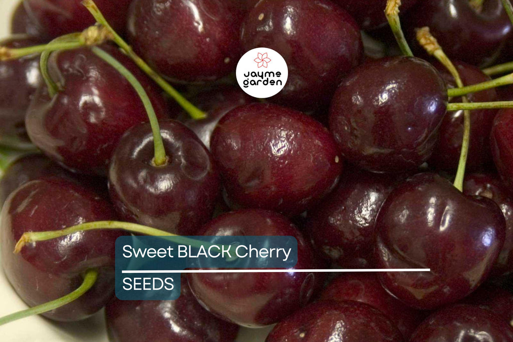 30 Fresh Black Cherry Tree Seeds - Sweet Fruit, Easy to Grow, Perfect for Home Gardens