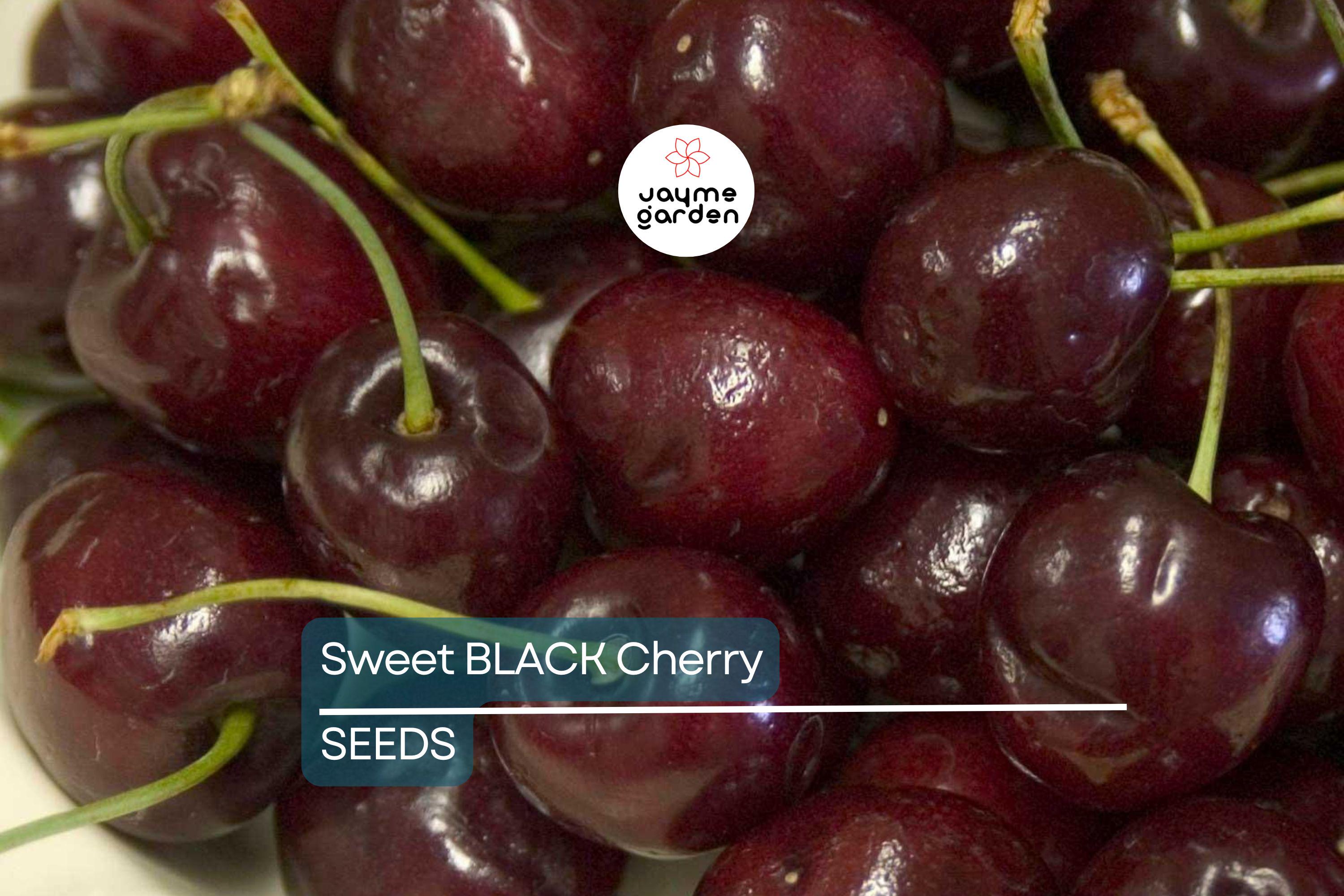 30 Fresh Black Cherry Tree Seeds - Sweet Fruit, Easy to Grow, Perfect for Home Gardens