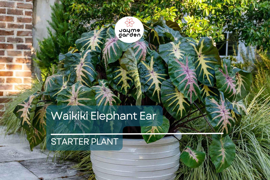 Waikiki Elephant Ear Starter Plant - Rare Colocasia Esculenta - Live, Healthy, Rooted, Shipped in Pot