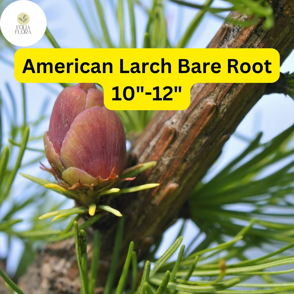 1 American Larch Tree, Live Bare Root Plant, Larix laricina, Hardy Deciduous Conifer for Landscaping
