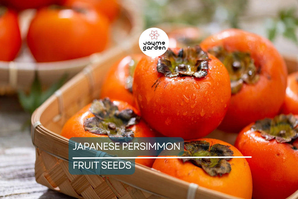 10 Japanese Persimmon Tree Seeds - Diospyros kaki - Hardy Fruit Tree 20-30ft - Fall Color