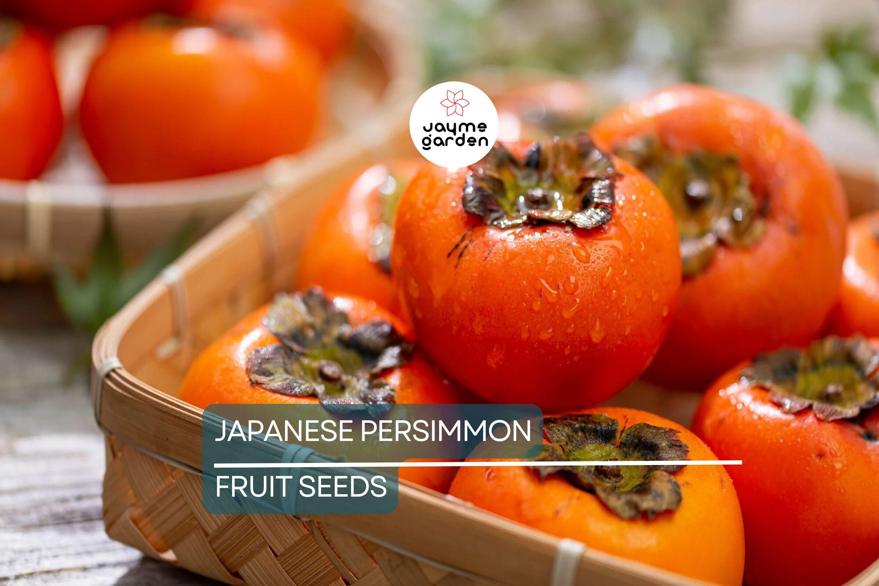 10 Japanese Persimmon Tree Seeds - Diospyros kaki - Hardy Fruit Tree 20-30ft - Fall Color