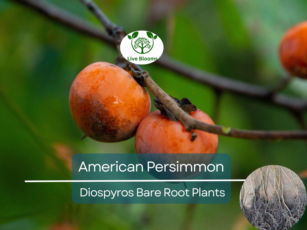 1 American Persimmon Tree - Live Bare Root (12–24in) - Diospyros virginiana, Native Fruit Tree, Cold Hardy, Non-GMO, Edible Landscape