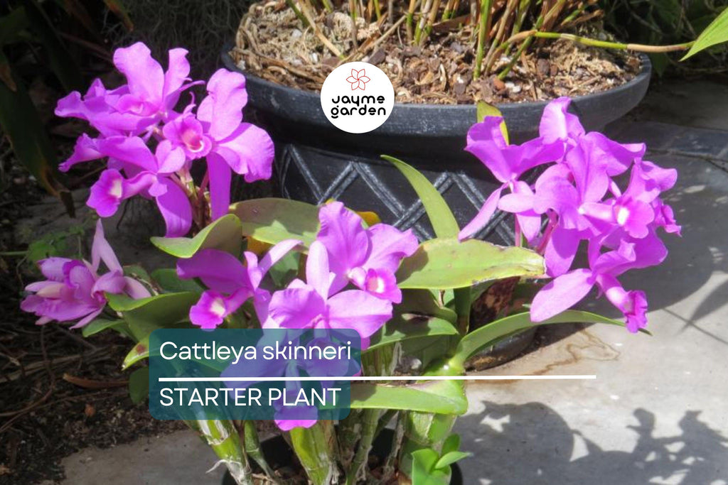 Cattleya Skinneri 3N Pink Live Orchid Seedling | National Flower of Costa Rica | 2" Pot | Rare Pink-to-Light Purple Blooms