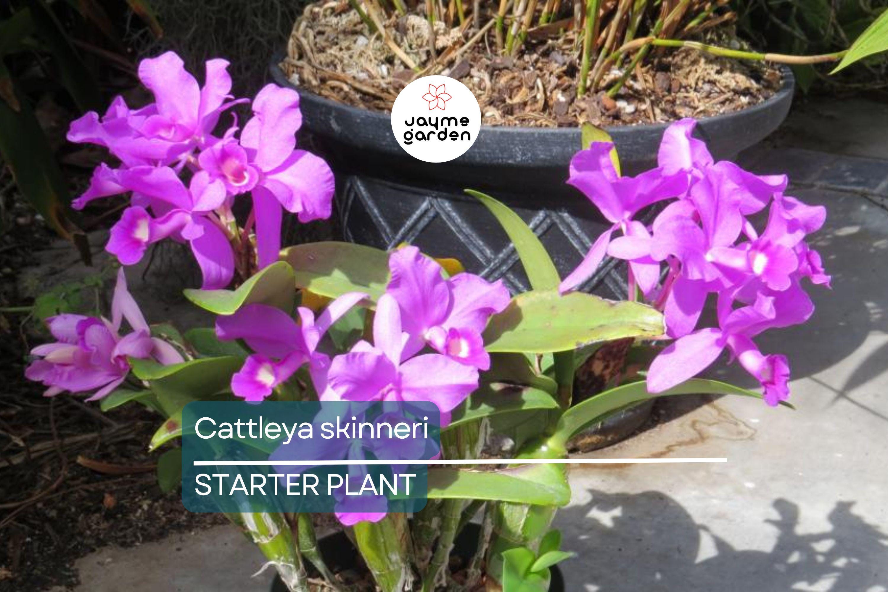 Cattleya Skinneri 3N Pink Live Orchid Seedling | National Flower of Costa Rica | 2" Pot | Rare Pink-to-Light Purple Blooms