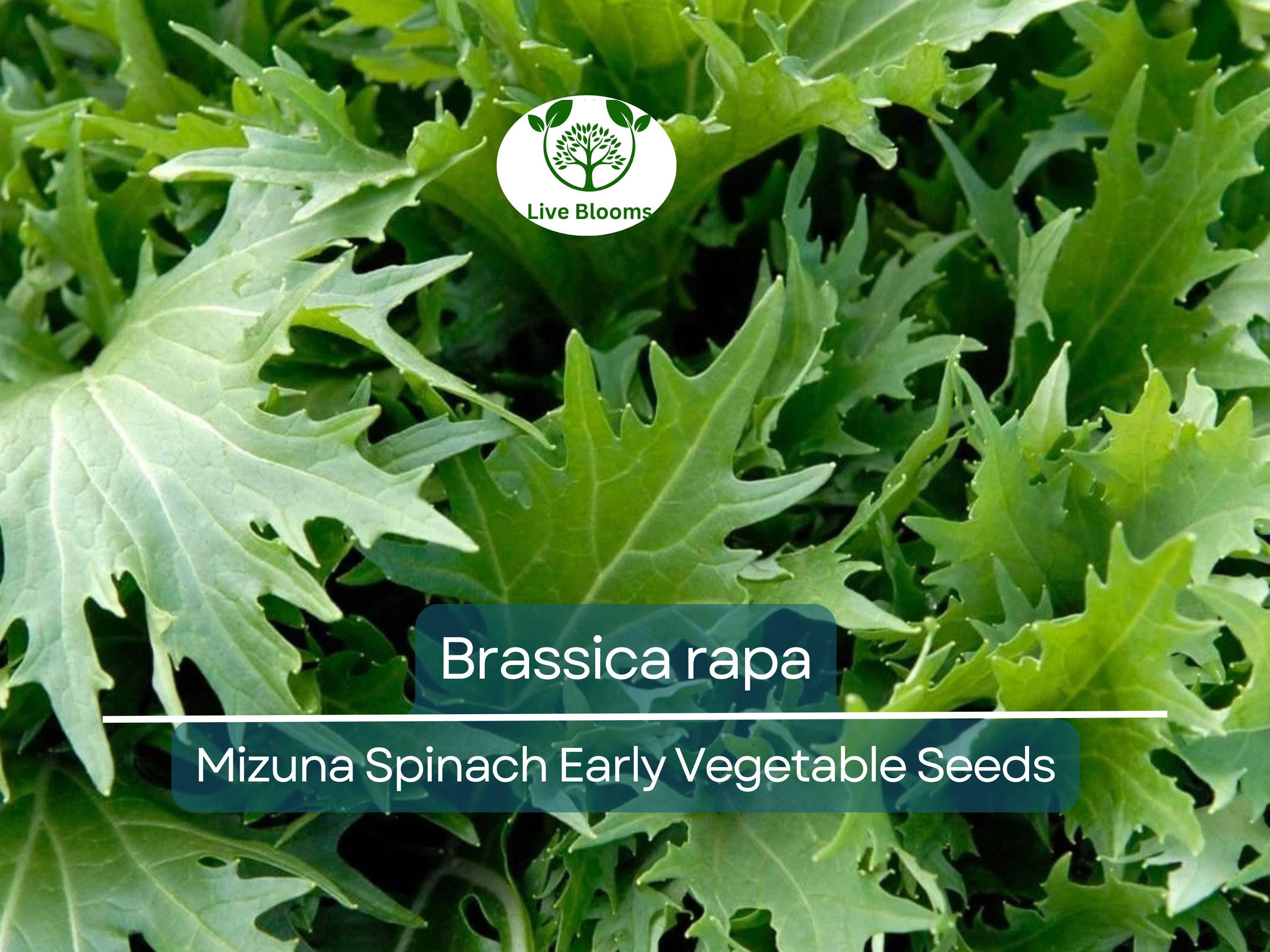 500 mg Seeds Mizuna Spinach Early – Brassica rapa | Heirloom Vegetable for Planting, Fast-Growing Greens, Fresh Harvest
