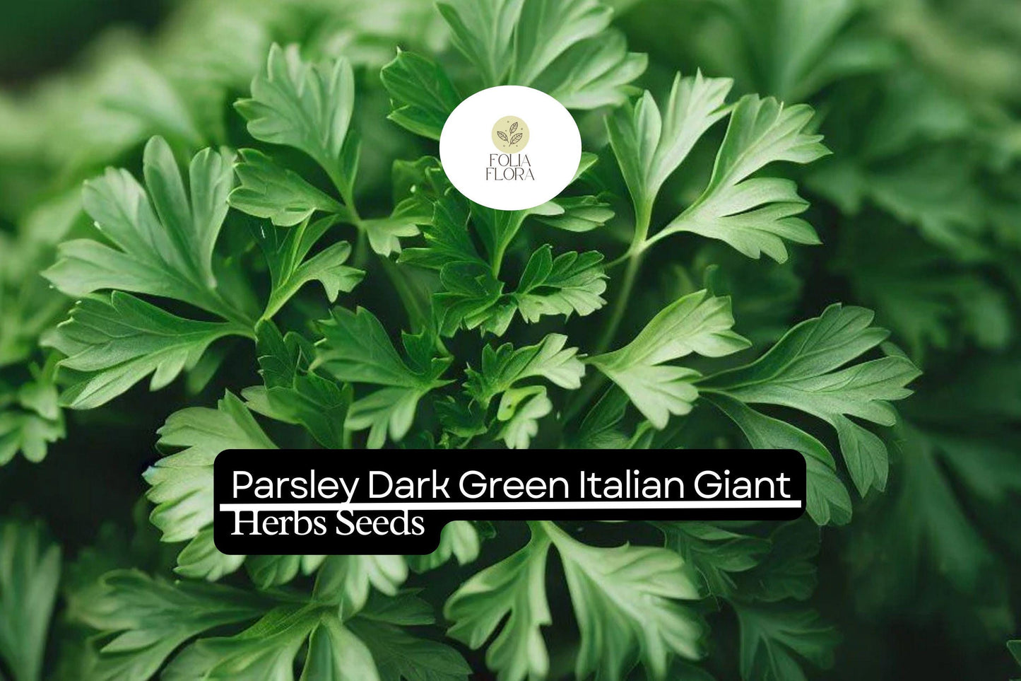 1000 Seeds Parsley Dark Green Italian Giant | Petroselinum crispum | Heirloom, Non-GMO Herb | Robust & Flavorful