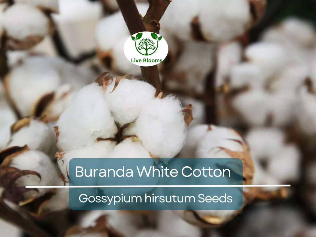 30 White Cotton Seeds Buranda Non-GMO, 100% Quality | High-Density Cotton Plant for Home or Commercial Use | Grow Your Own Cotton!