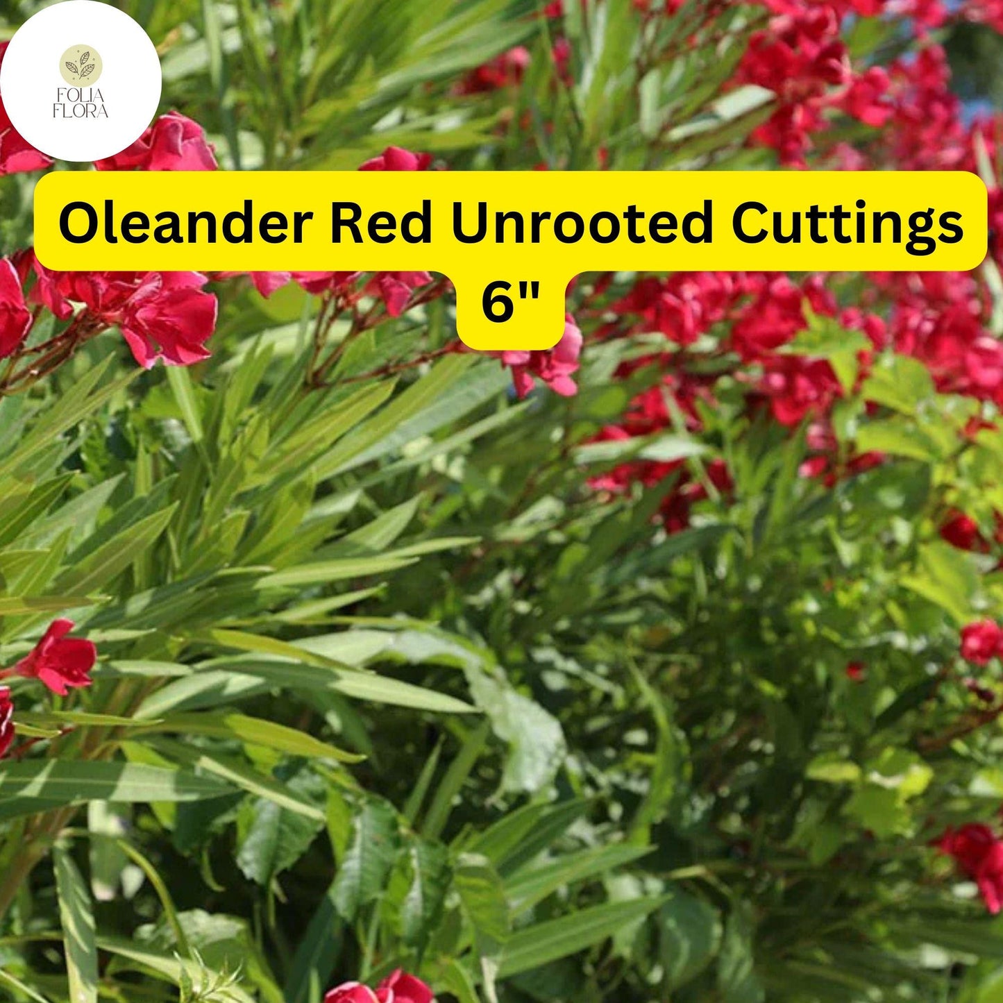 Oleander Red | 7 Live 6” Unrooted Cuttings | Flowering Shrub | Drought-Tolerant, Fast-Growing, Evergreen, Ornamental Hedge Plant