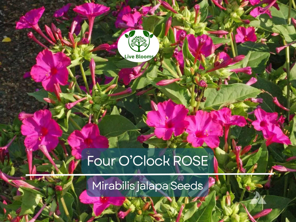 25 Four O’Clock Rose Seeds – Mirabilis Jalapa | Perennial Non-GMO Flowers | Hummingbird Magnet | Fragrant Pink Blooms