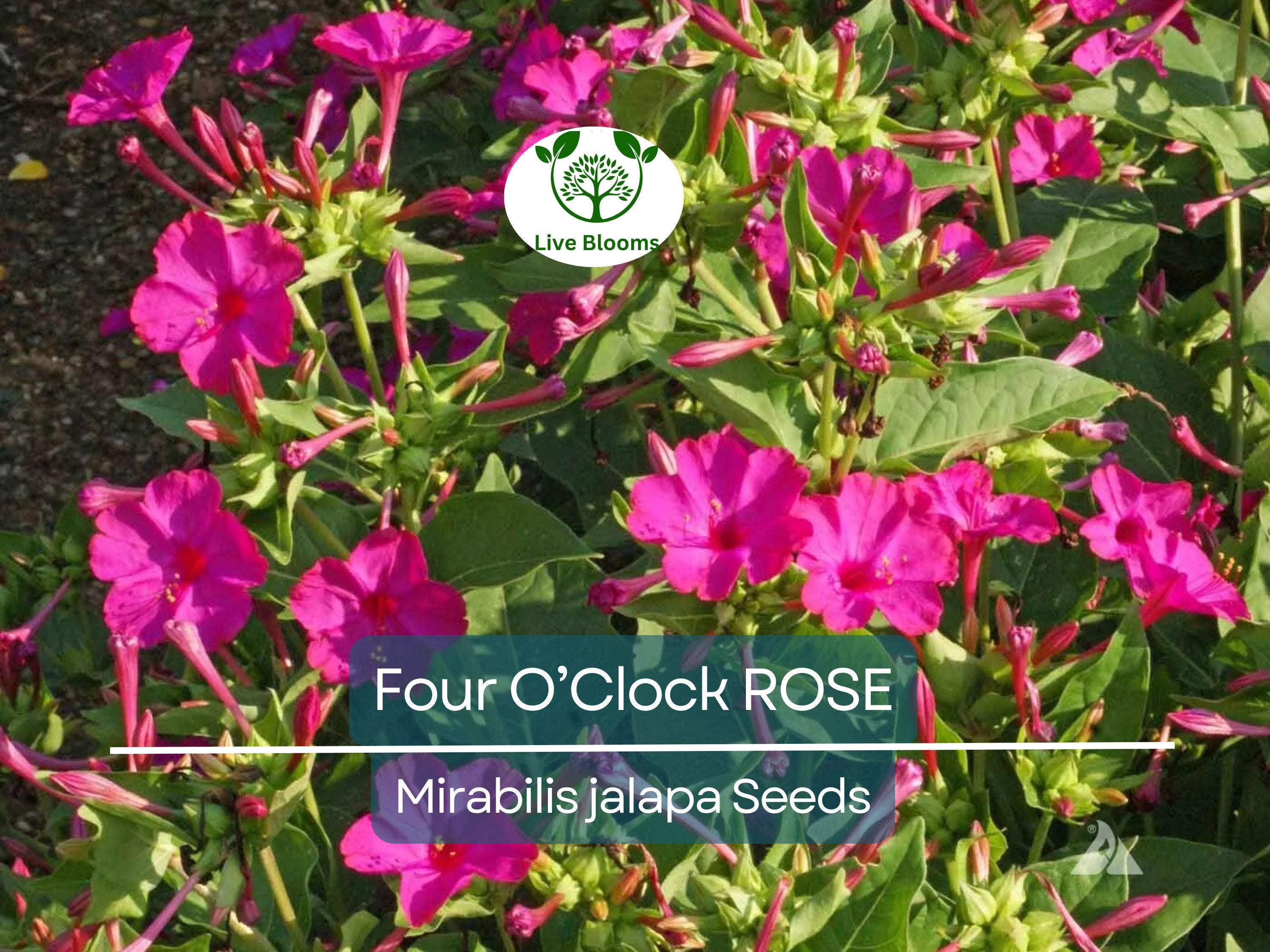 25 Four O’Clock Rose Seeds – Mirabilis Jalapa | Perennial Non-GMO Flowers | Hummingbird Magnet | Fragrant Pink Blooms