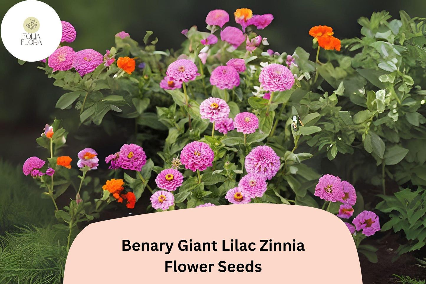 100+ Benary Giant Lilac Zinnia Seeds – Tall Double Blooms for Summer Gardens & Cut Flowers