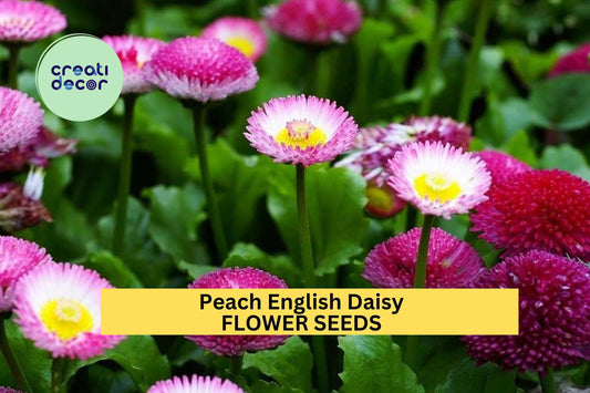 200+ Peach English Daisy Seeds – Soft Peach Blooms for Garden Planting, Compact Perennials for Borders, Pots & Pollinator Beds – USA