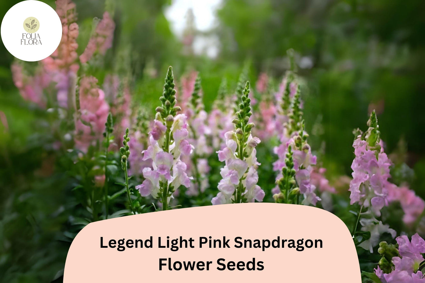 Legend Light Pink Snapdragon Seeds | 1000+ Seeds | Double Blooms for Garden