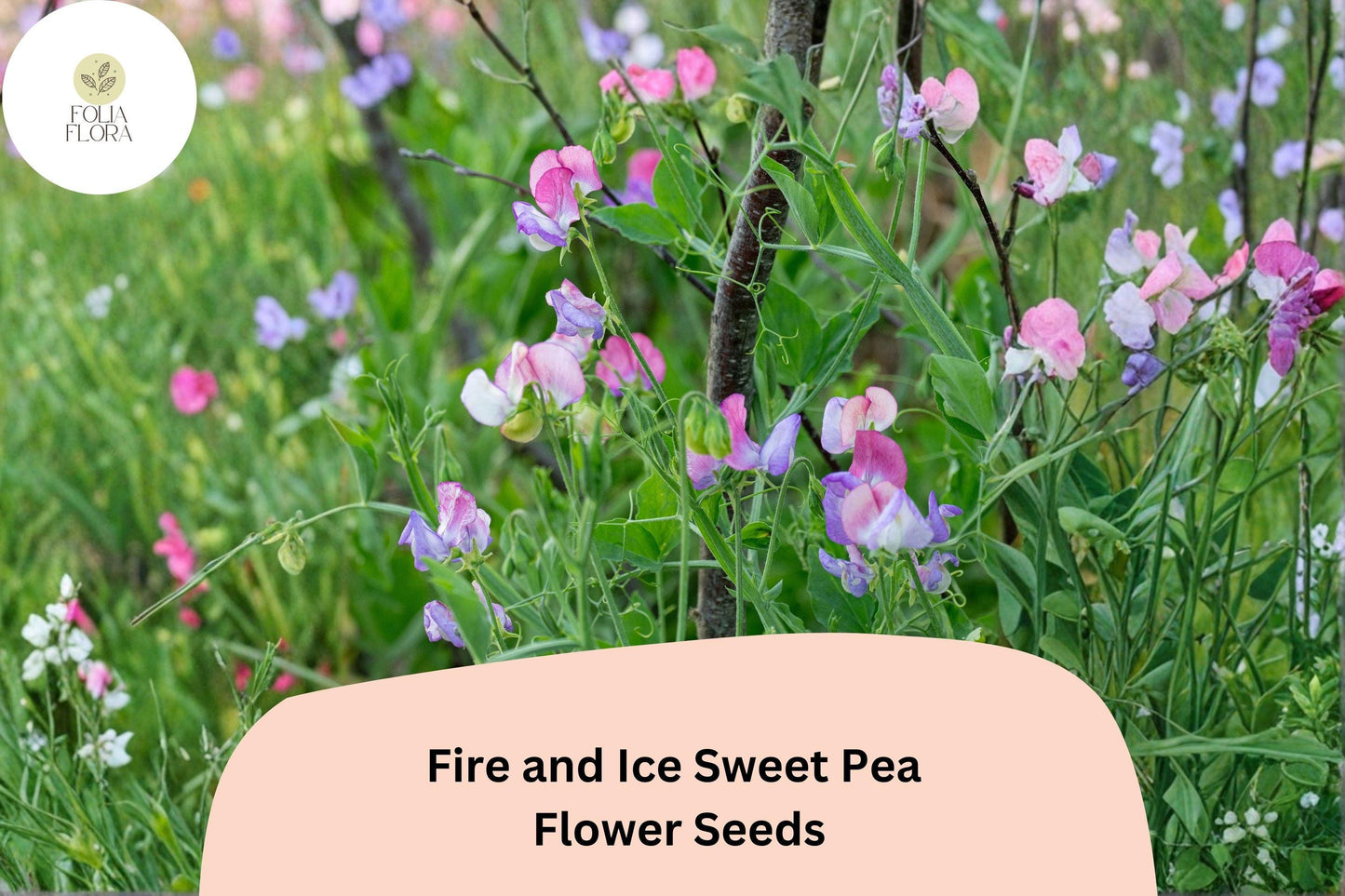 Fire and Ice Sweet Pea Seeds | Lathyrus odoratus Red Purple Bicolor Blooms Garden Planting (50+ Seeds)