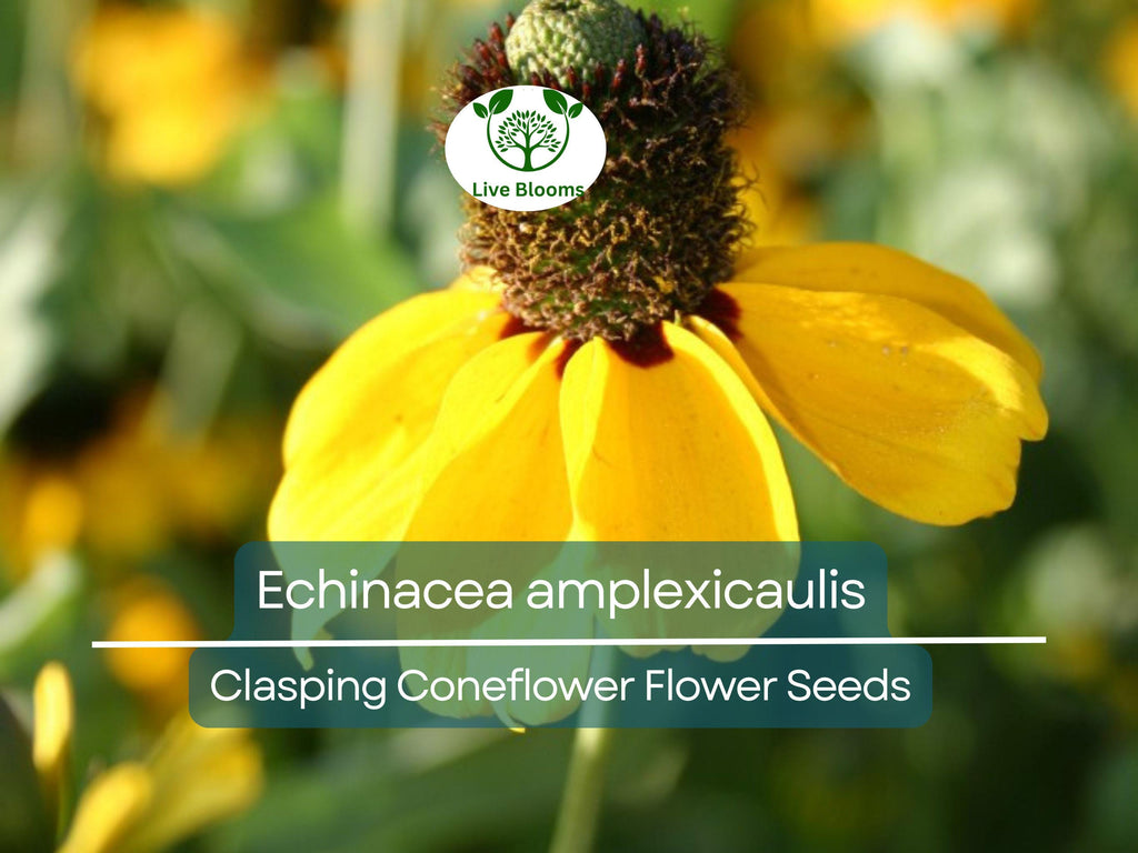 200 Seeds Clasping Coneflower (Echinacea amplexicaulis) - Hardy Perennial Wildflower, Attracts Pollinators, Easy to Grow, Ideal for Gardens