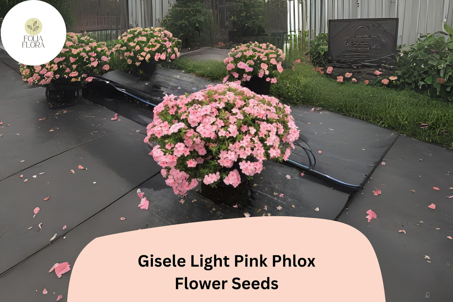 100+ Gisele Light Pink Phlox Seeds – Annual Garden Flowers, Phlox drummondii