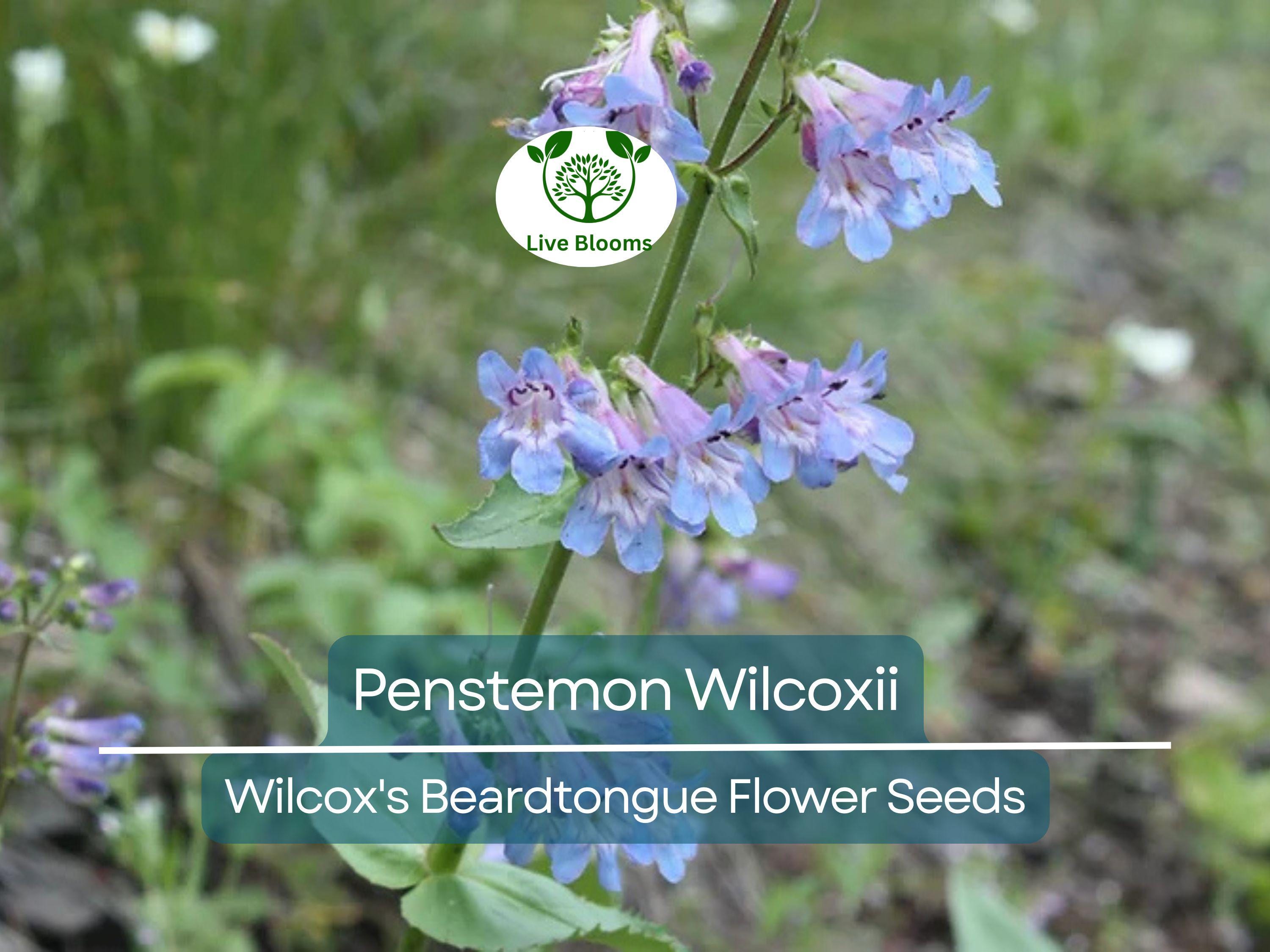 100 mg Seeds Penstemon Wilcoxii (Wilcox's Beardtongue) for Planting | Native Wildflower for Pollinator-Friendly and Low-Maintenance Gardens