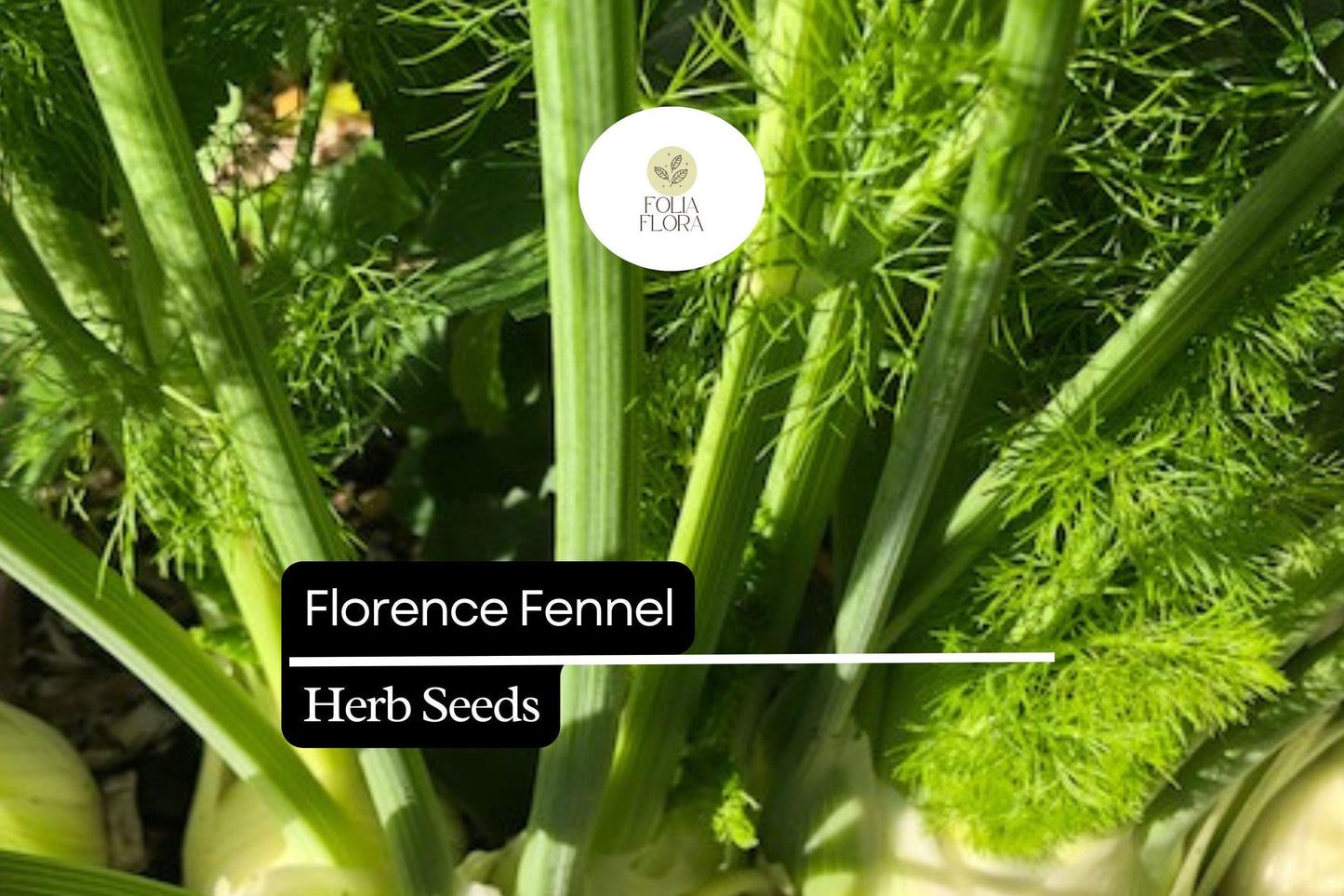 300 Seeds Florence Fennel (Foeniculum vulgare var. azoricum) - Sweet Bulb & Aromatic Herb for Culinary Use