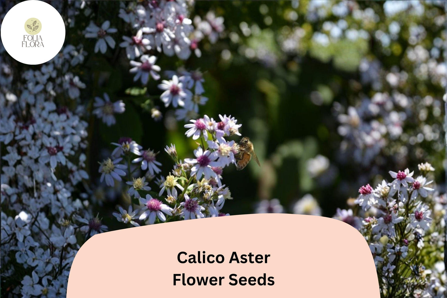 100 Symphyotrichum lateriflorum Seeds | Calico Aster | White Native Perennial Wildflower for Pollinator & Meadow Garden