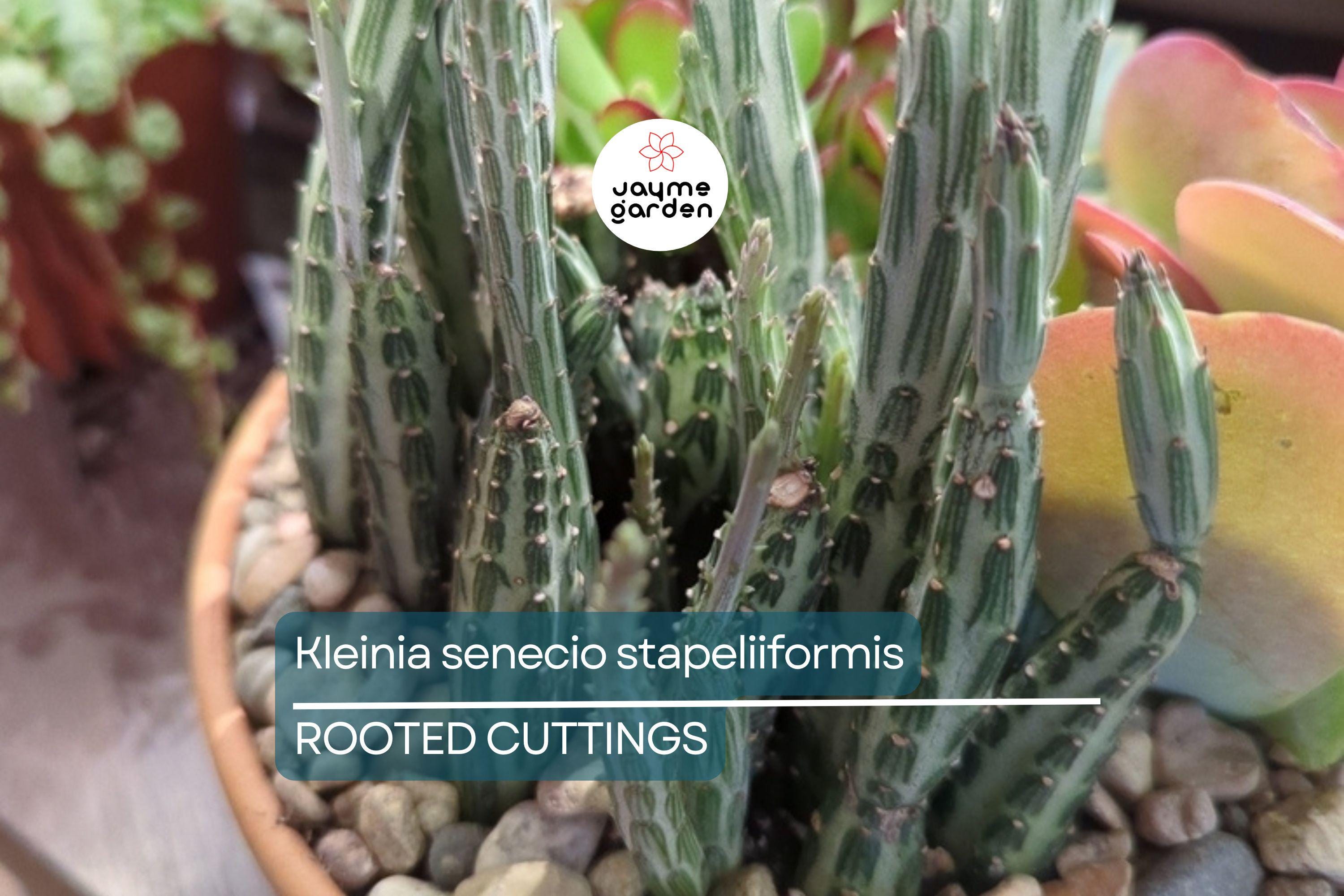 Kleiniia Senecio Stepiliformis Succulent Pickle Plant - 2 Rooted Cuttings in 2" Pot