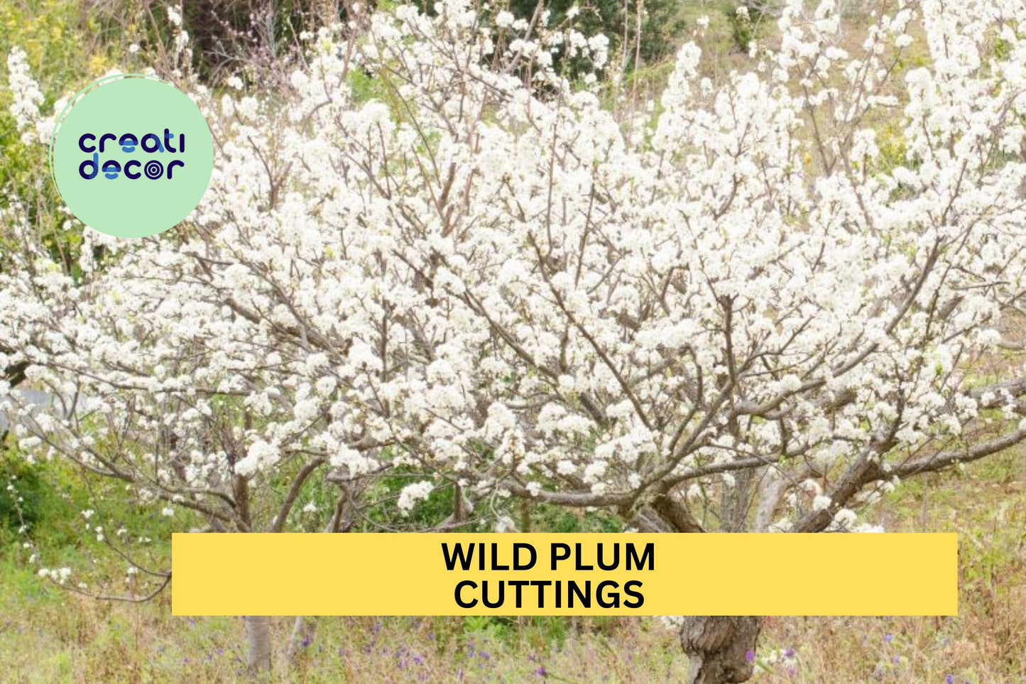12 Wild Plum Cuttings – Unrooted Hardwood Stems for Garden or Orchard Planting, Native Fruit Tree Starter Set – USA