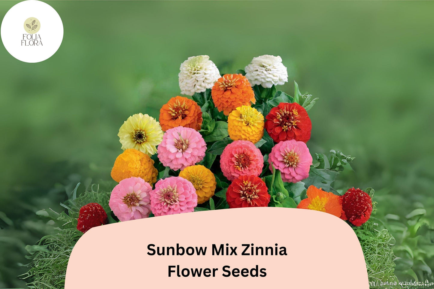 Sunbow Mix Zinnia Seeds: Vibrant Heirloom Garden Flowers