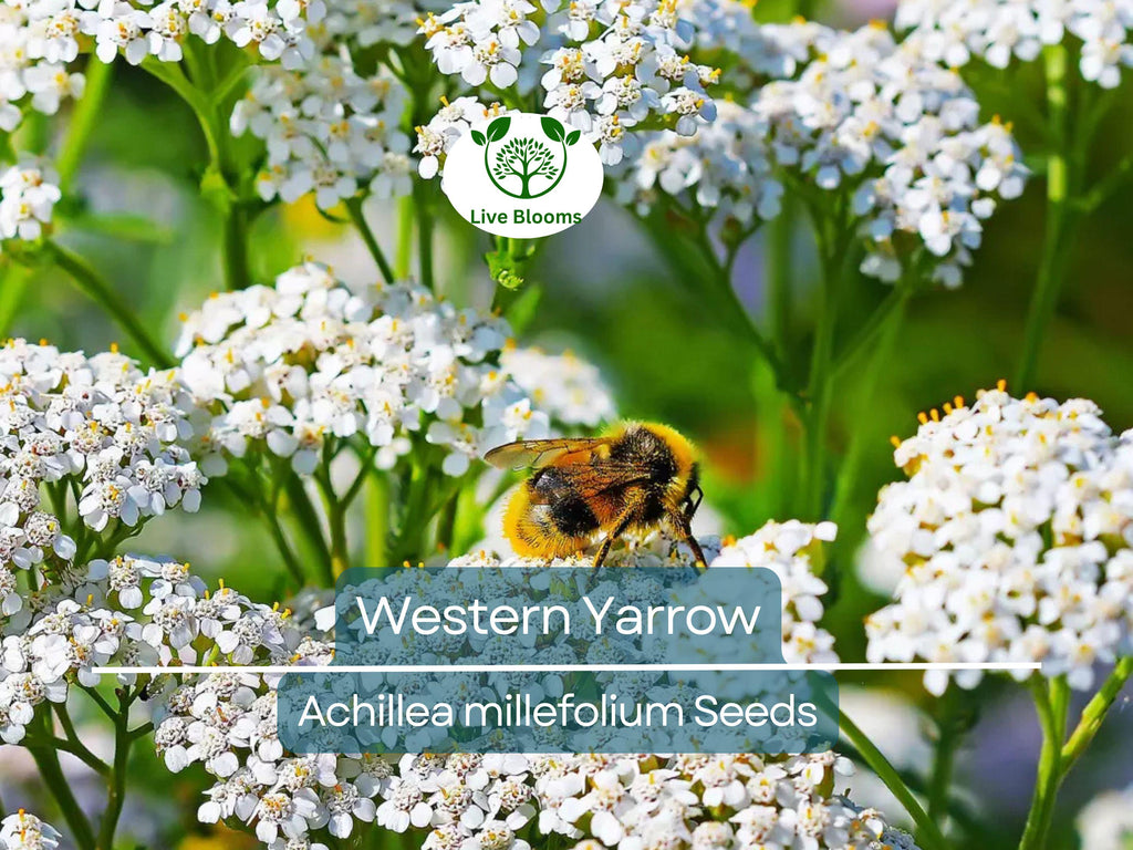 500 Western Yarrow Seeds Achillea millefolium | White Perennial Flowers for Xeriscaping, Dry Areas, Pollinators, Non-GMO