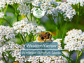 500 Western Yarrow Seeds Achillea millefolium | White Perennial Flowers for Xeriscaping, Dry Areas, Pollinators, Non-GMO