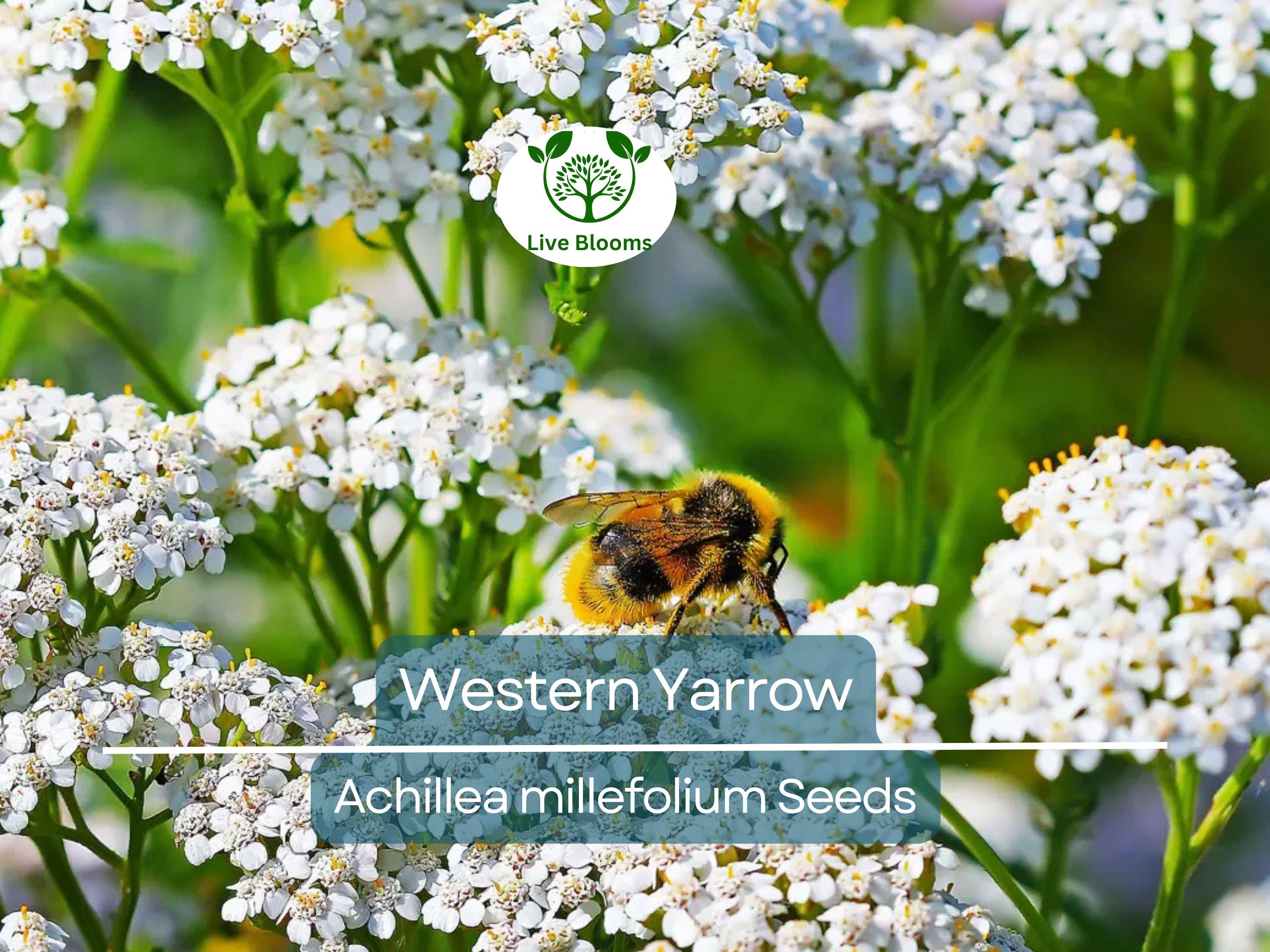 500 Western Yarrow Seeds Achillea millefolium | White Perennial Flowers for Xeriscaping, Dry Areas, Pollinators, Non-GMO