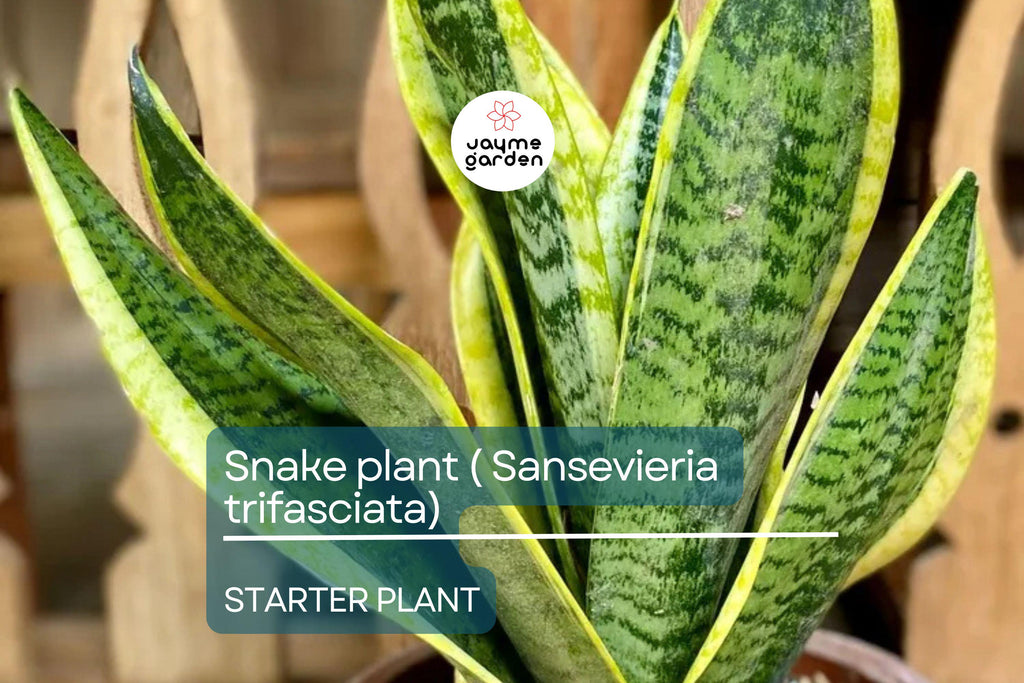 Snake Plant Starter (Sansevieria trifasciata) – Easy Care, Air-Purifying Indoor Plant with Striking Upright Leaves, Live Plant