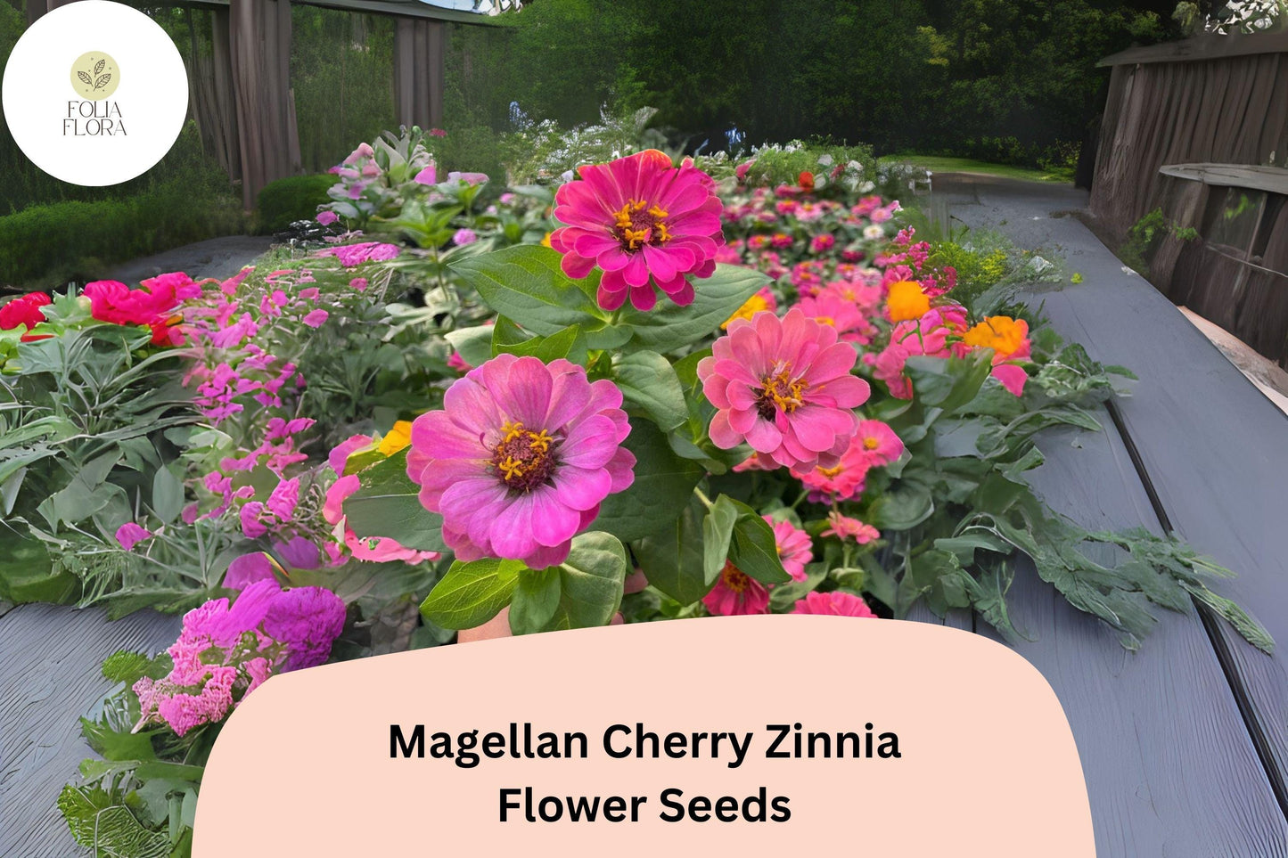 100+ Magellan Cherry Zinnia Seeds | Vibrant Pink Cherry Blooms | Compact Garden Annual Flowers, Easy Grow, Cut Flower Variety