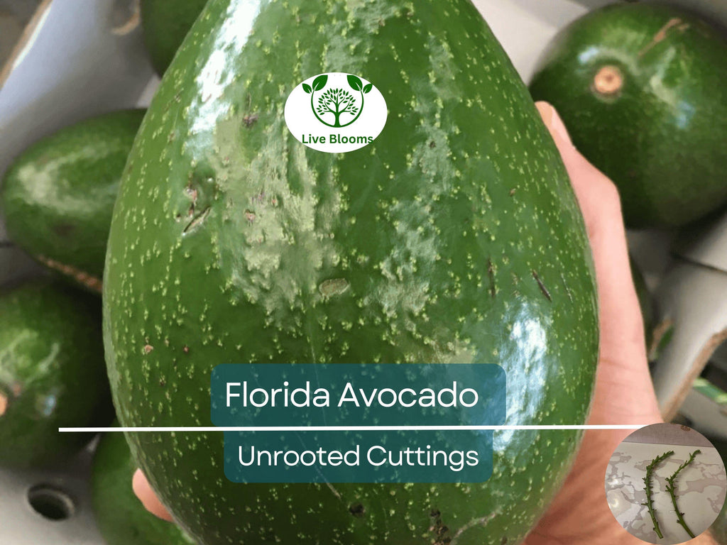 2 Full Florida Avocado Unrooted Cuttings for Grafting - Persea americana Choquet - Grows Huge Fruit - Perfect for Backyard Garden