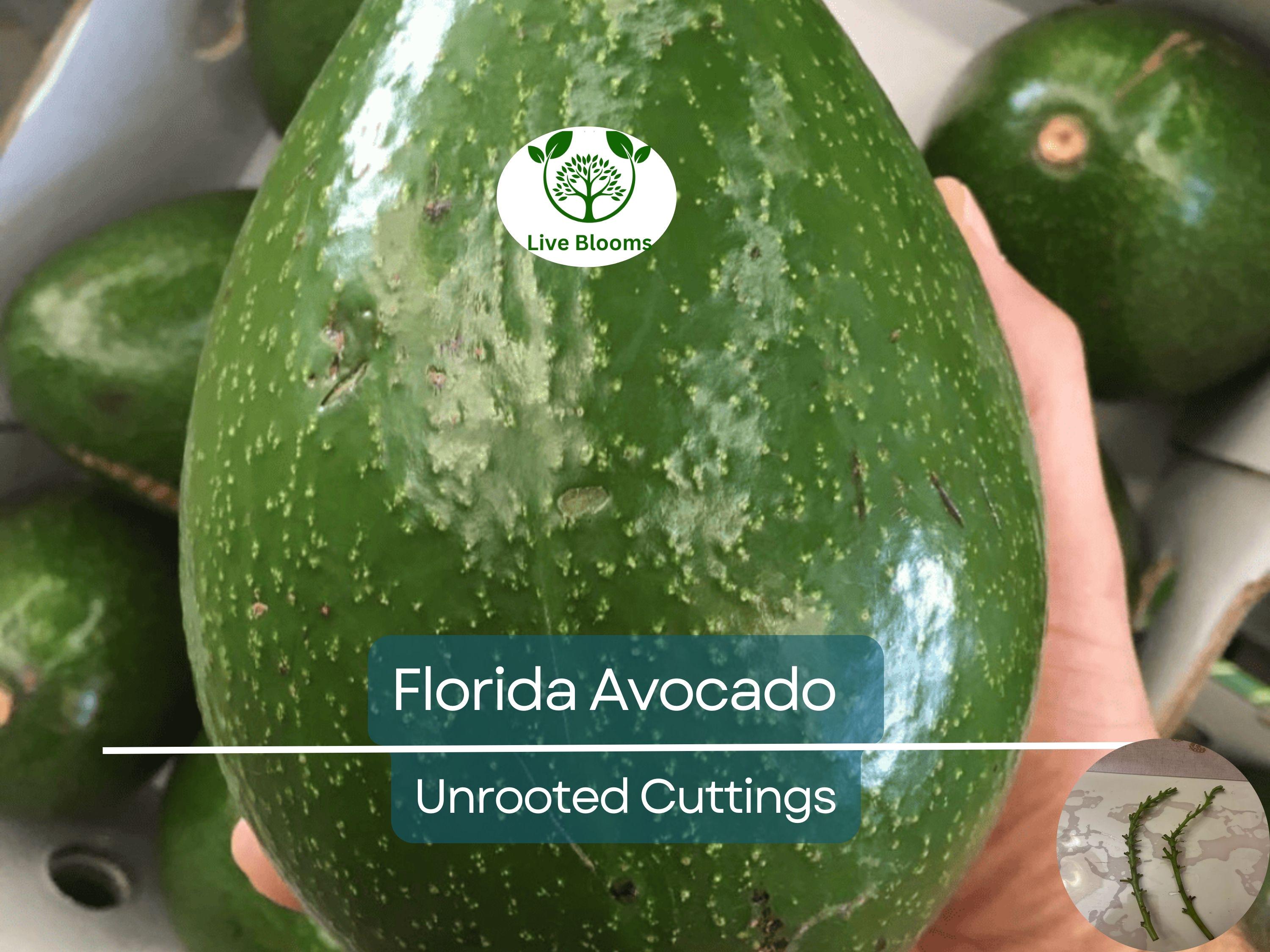 2 Full Florida Avocado Unrooted Cuttings for Grafting - Persea americana Choquet - Grows Huge Fruit - Perfect for Backyard Garden