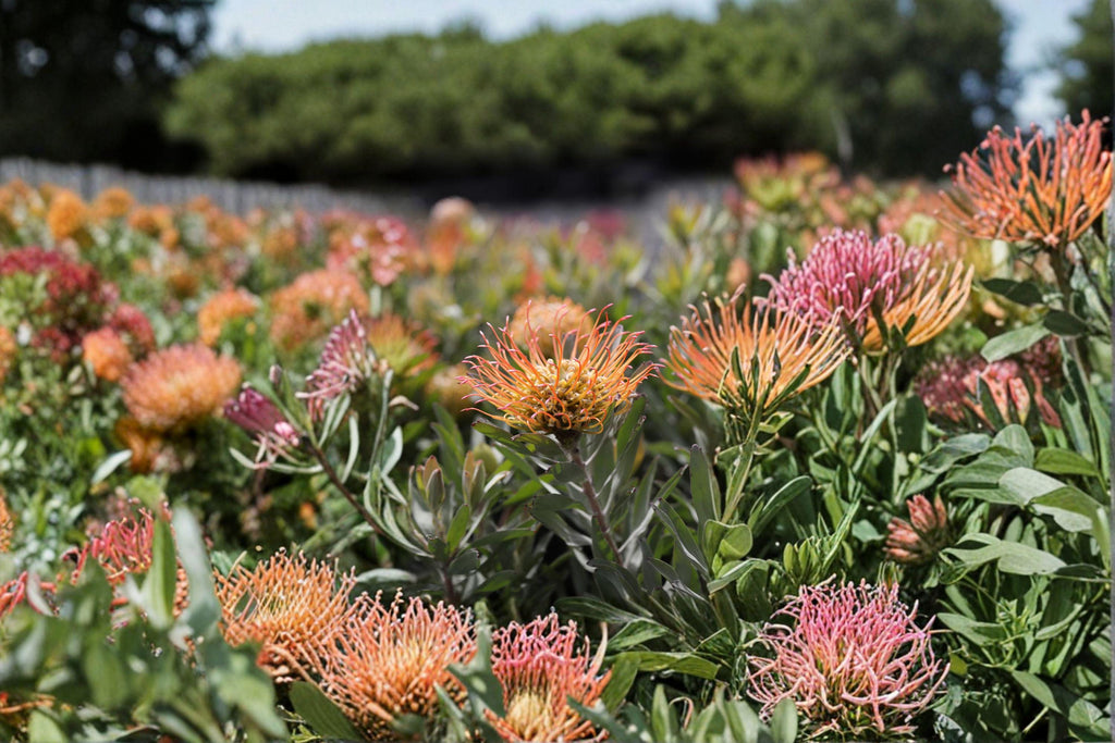 Leucadendron catherinae – Conebush Seeds | 3 Seeds | Rare Protea Family Plant | Ornamental Evergreen Shrub
