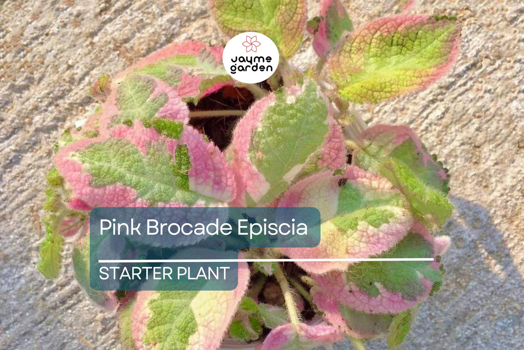 Pink Brocade Episcia Starter Plant | Rare Variegated Flame Violet | Live Houseplant in 2" Pot | Trailing Indoor Beauty