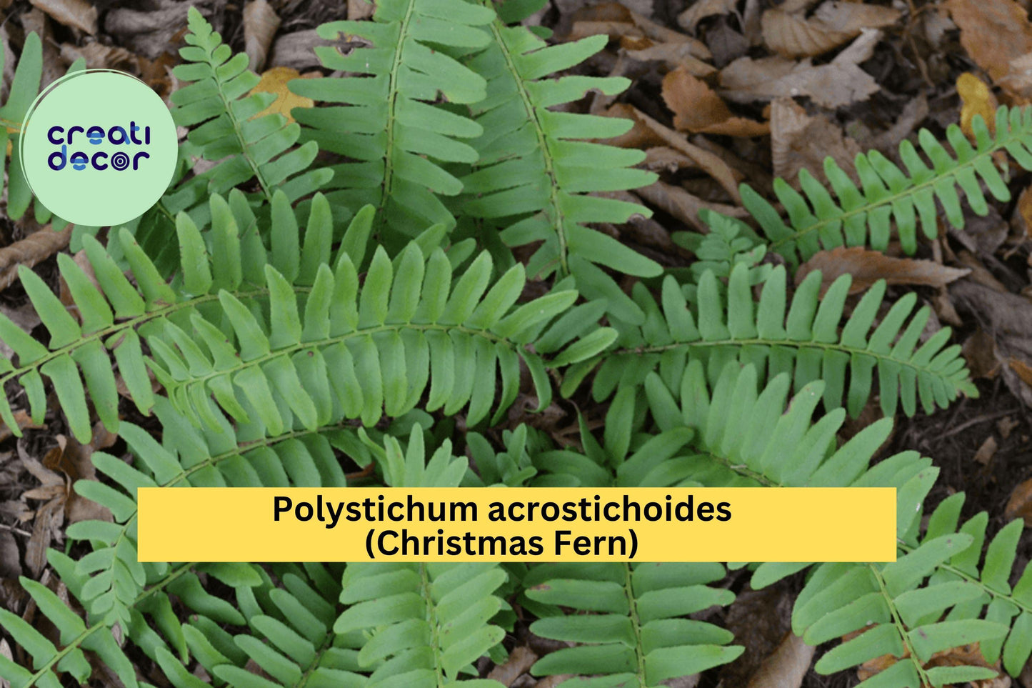 Christmas Fern Bare Root Plants – 5 Live Roots Polystichum acrostichoides, Hardy Perennial Shade Fern for Woodland Garden