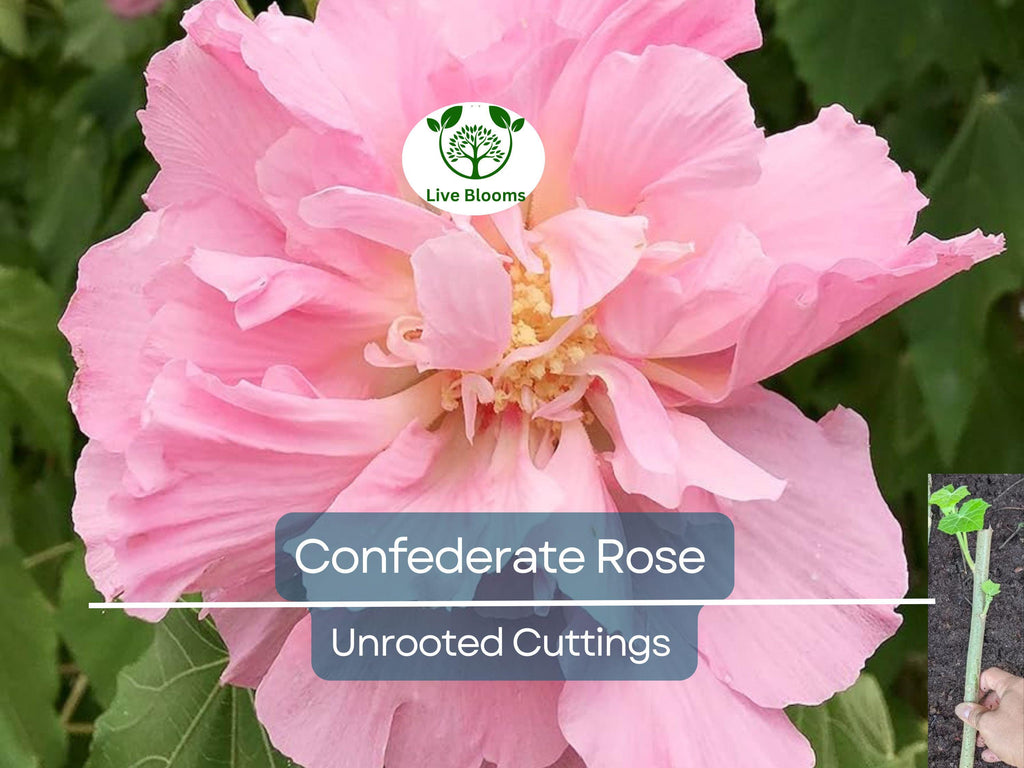 1 Tri-color Confederate Rose Hibiscus mutabilis Rooted Plant - Hardy Perennial, Pink, White, Red, Unique Blooms, Shrub for Garden