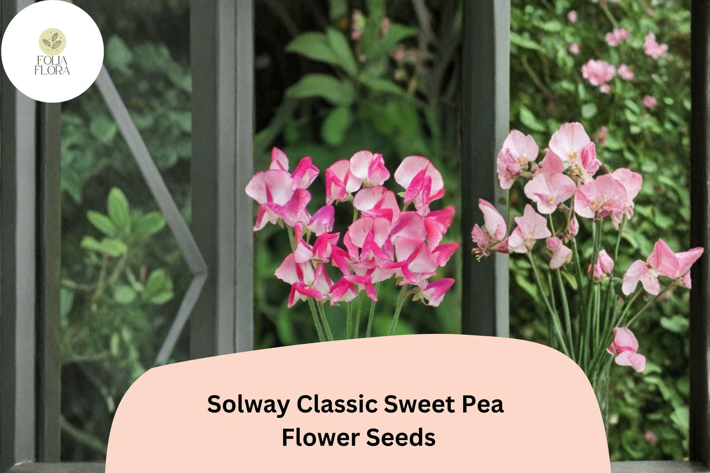 50+ Solway Classic Semi-Dwarf Sweet Pea Seeds | Soft Pastel Compact Climbing Flowers for Garden