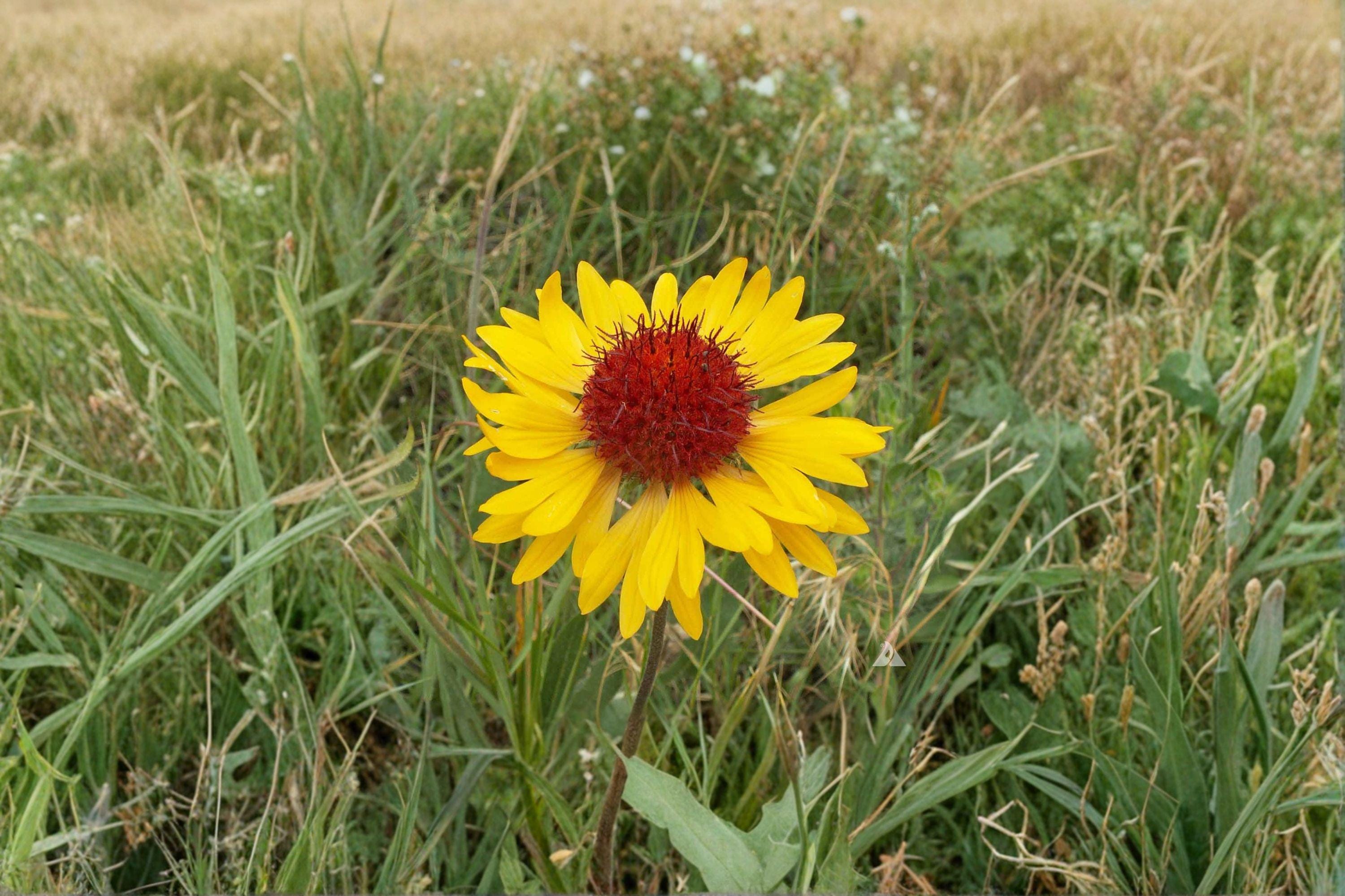 Yellow Gaillardia – Gaillardia aristata | 25 Seeds | Bright Wildflower | Drought-Tolerant Pollinator Plant