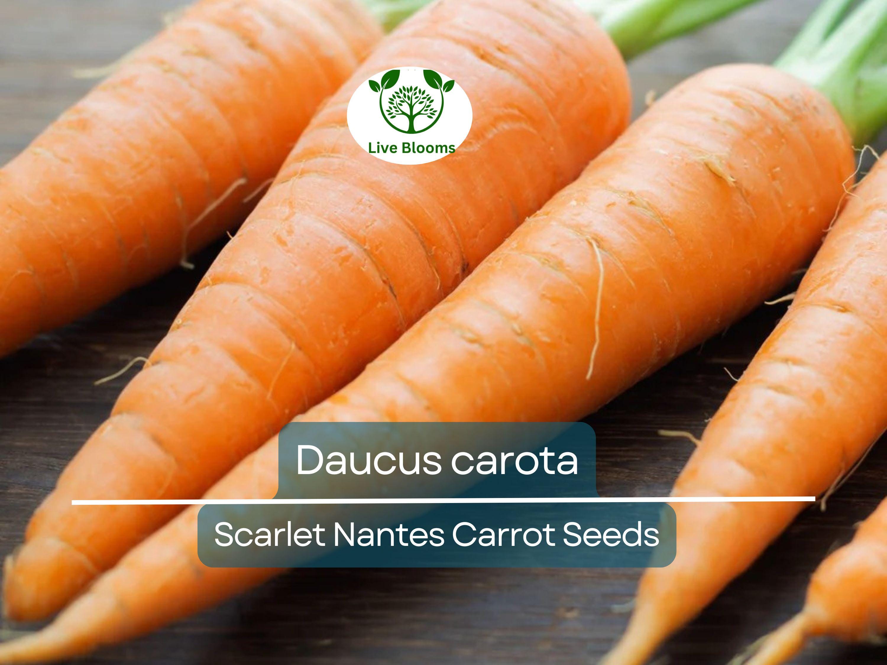 600 Seeds Scarlet Nantes Carrot - Daucus carota | Heirloom Carrot Seeds for Planting, Gardening & Sweet, Crisp Root Harvest