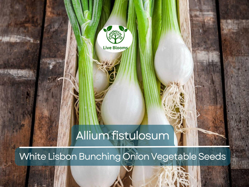250 mg Seeds Onion White Lisbon Bunching – Allium fistulosum | Heirloom Vegetable for Planting, Crisp & Flavorful Green Onions