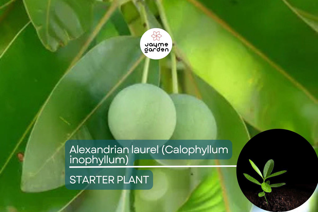 Ball Nut / Alexandrian Laurel (Calophyllum inophyllum) Live Tropical Tree 12”-24” – Elegant Ornamental and Versatile Uses