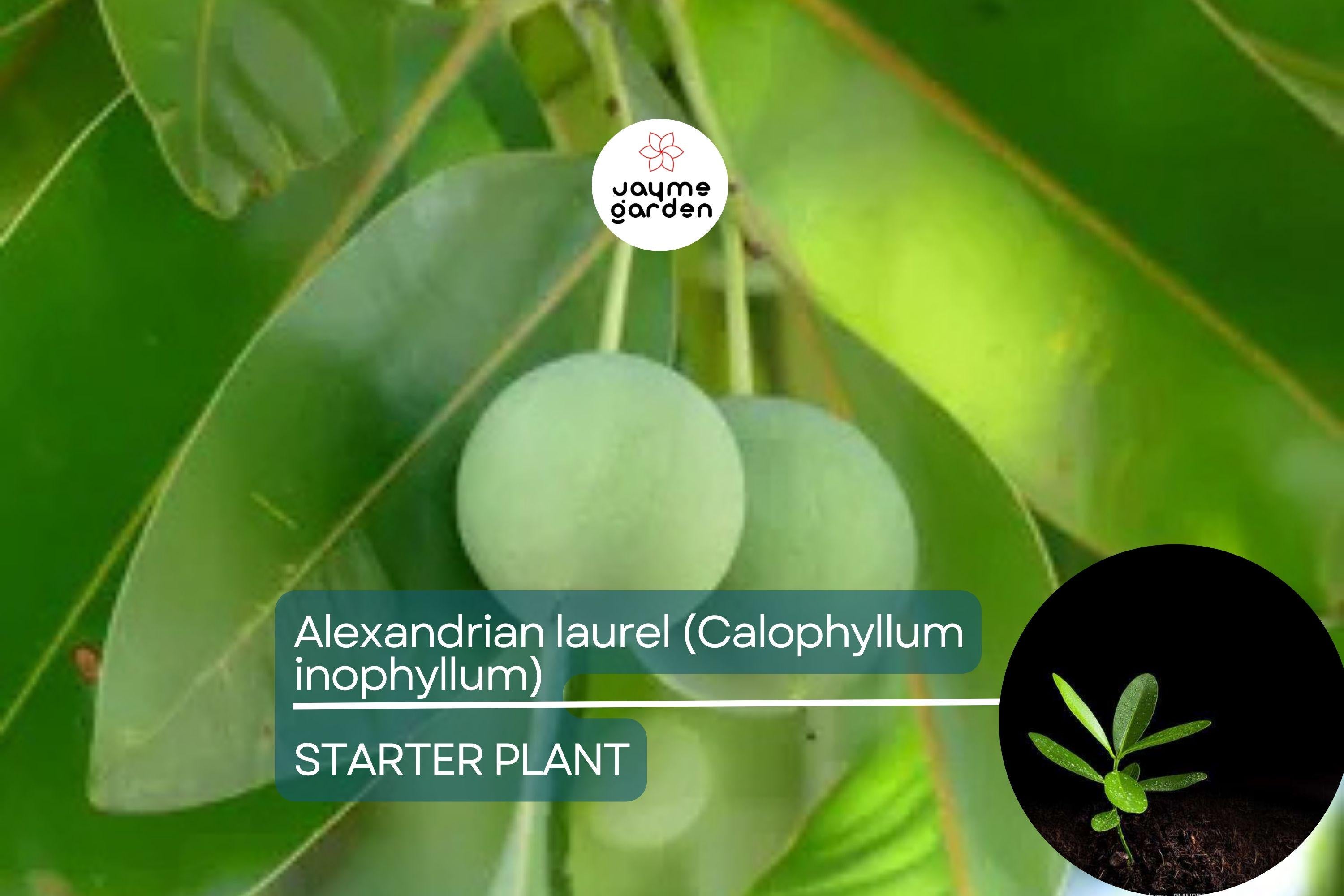 Ball Nut / Alexandrian Laurel (Calophyllum inophyllum) Live Tropical Tree 12”-24” – Elegant Ornamental and Versatile Uses
