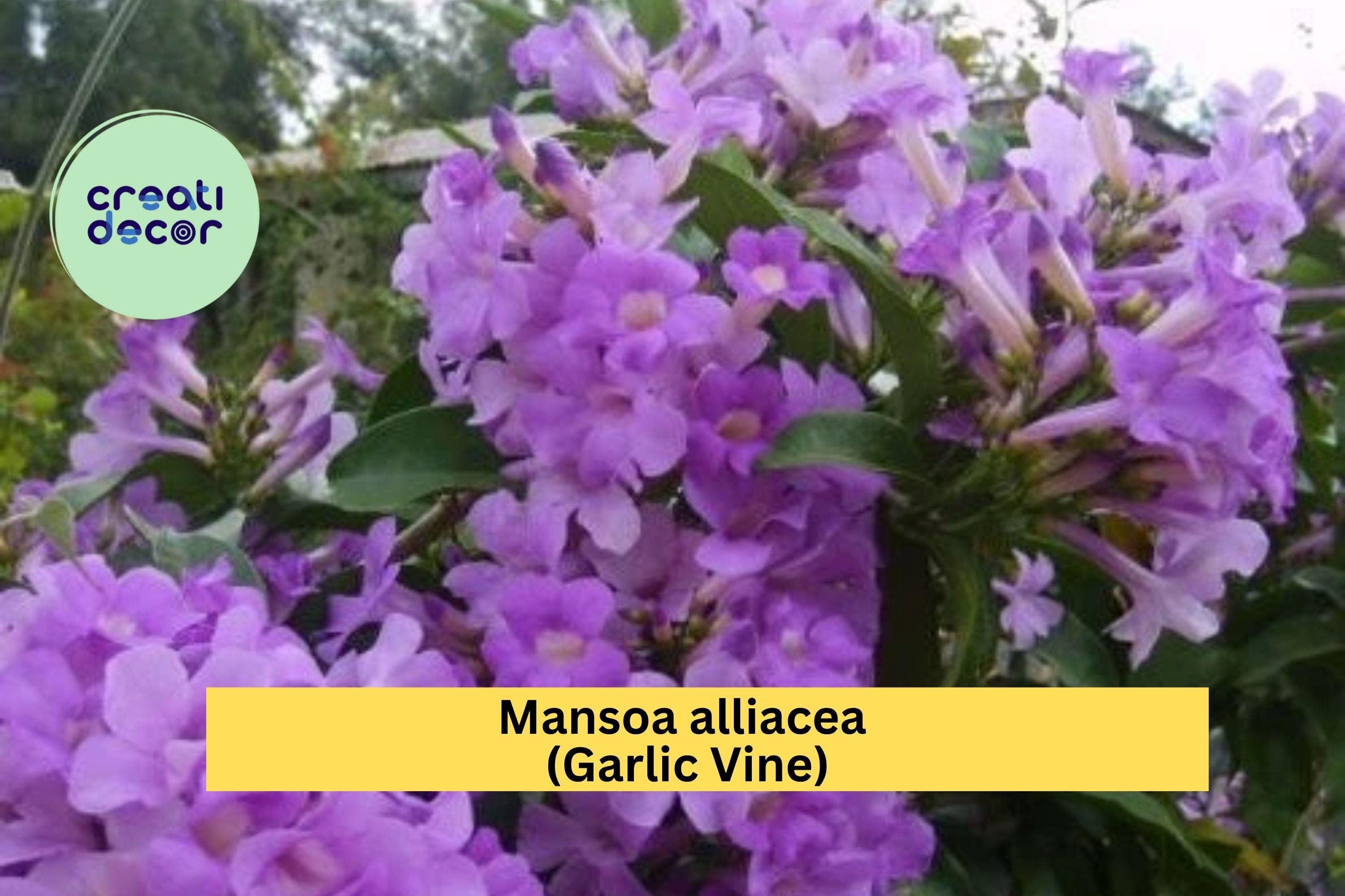 Garlic Vine Plant – Mansoa alliacea – Semi-Tropical Flowering Vine with Showy Purple Trumpet Blooms in Spring and Fall