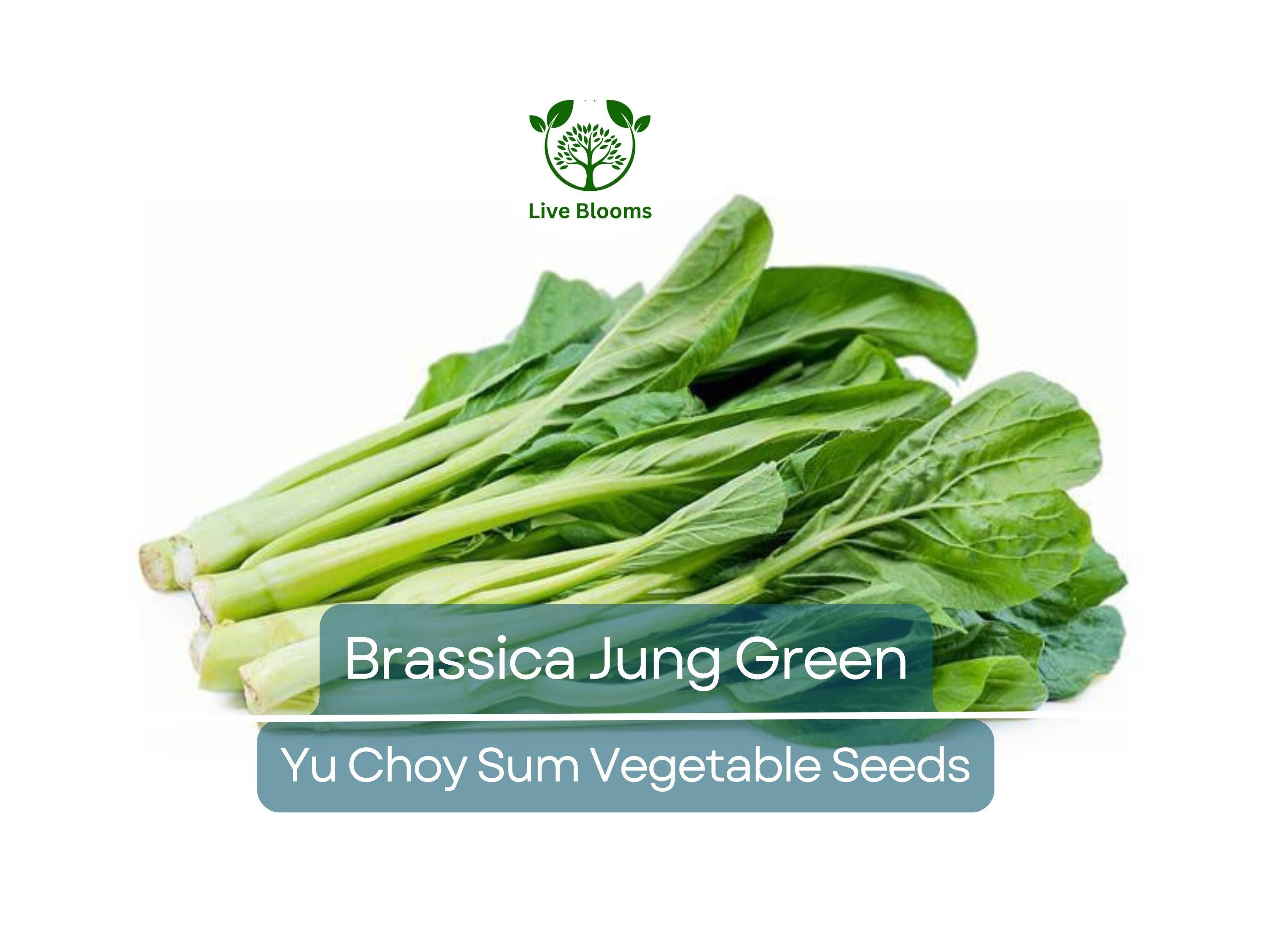 150 Yu Choy Sum Seeds - Flowering Brassica Jung Green | Fresh Asian Green for Planting, Stir-Fry & Culinary Use