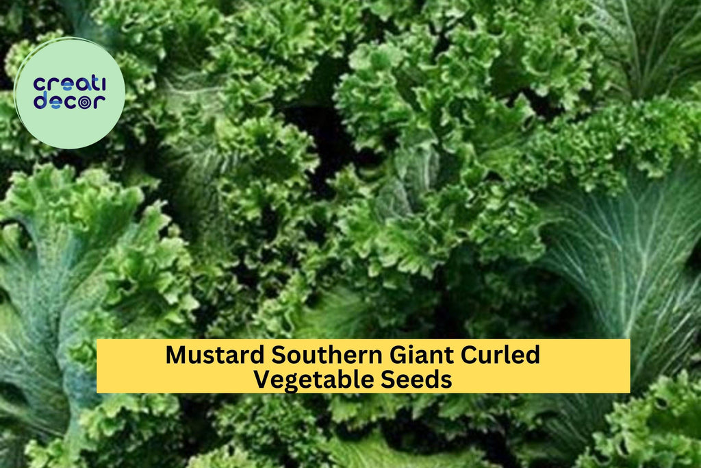 3pcs of 1g Southern Giant Curled Mustard Seeds – Heirloom Leafy Greens for Garden Beds, Raised Planters & Quick Harvest Seeds for Planting